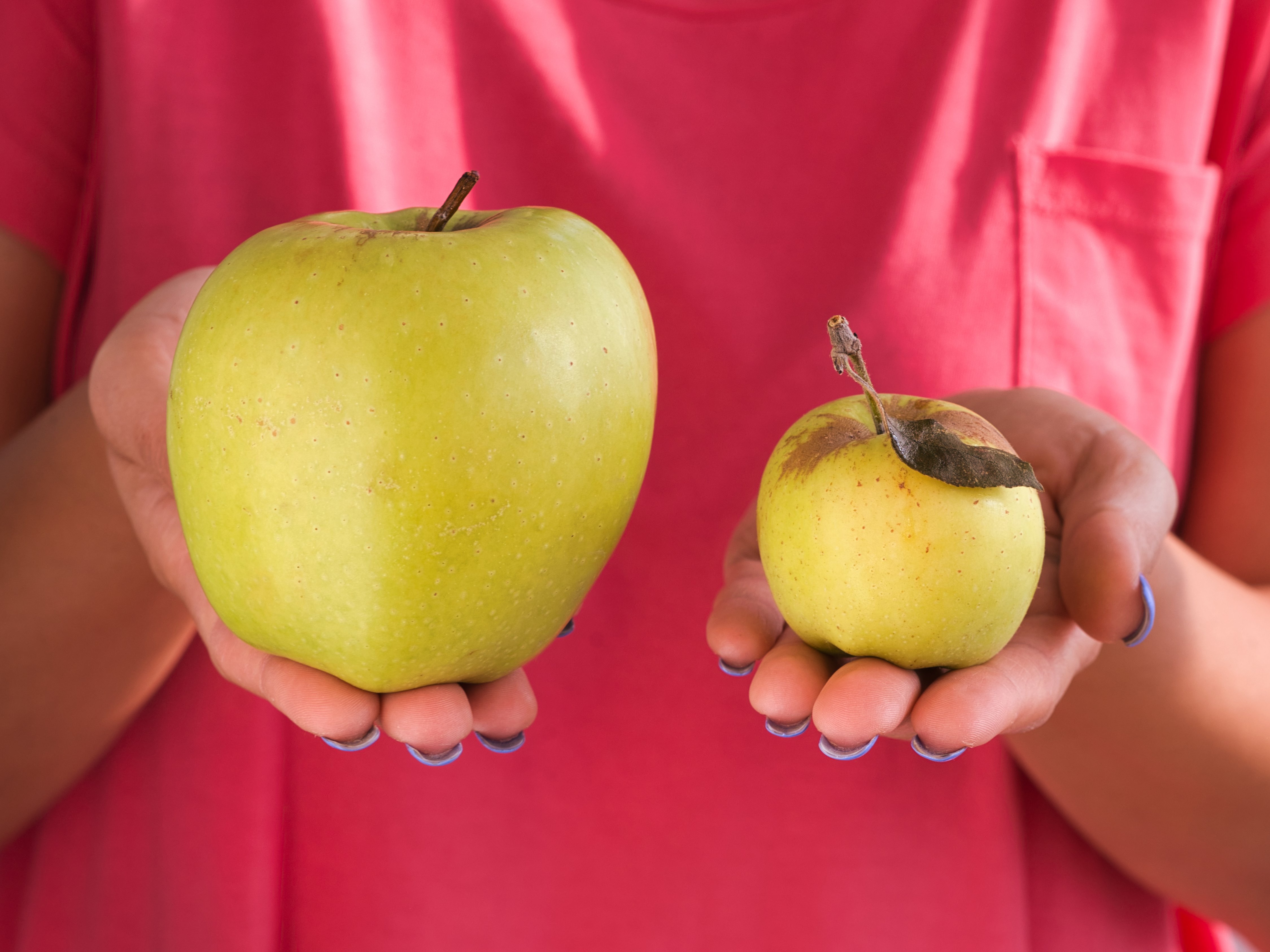 Ein großer und ein kleiner gelber, fauliger Apfel  werden von einer Person im roten T-Shirt gehalten