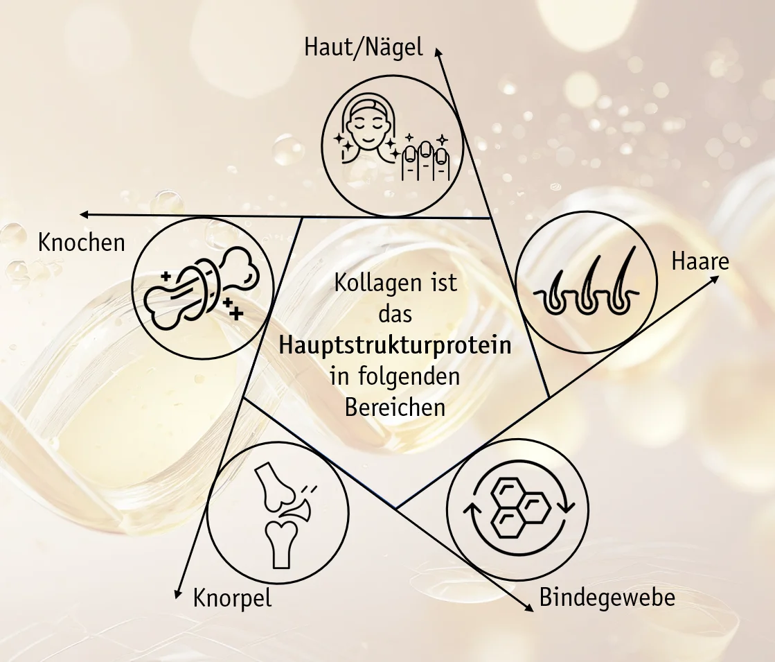 Kollagen Ein Allrounder F r Knochen Sehnen B nder Und Bindegewebe 
